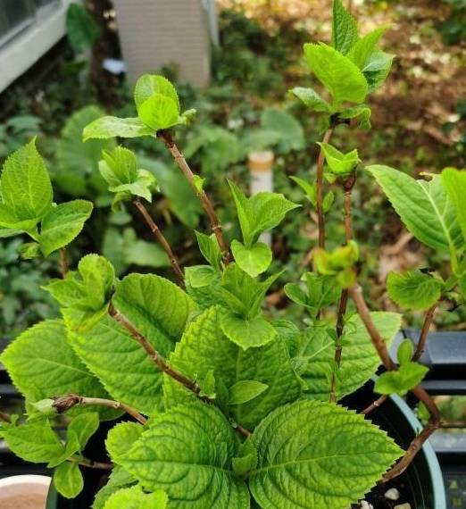 花市的绣球开花了!不建议大家买,“温室花”,养护难度高4