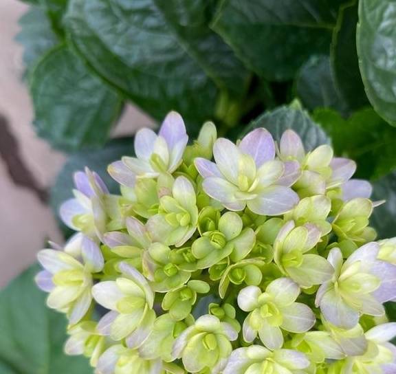 原创 穿越时空去寻梦和浪漫不期而遇——相约杭州5