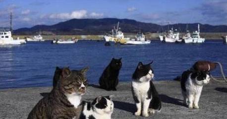原创 日本最特别的岛屿：拥有五万只猫咪，不仅能抓老鼠还能下海捕鱼1