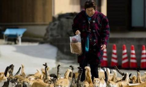 原创 日本最特别的岛屿：拥有五万只猫咪，不仅能抓老鼠还能下海捕鱼4