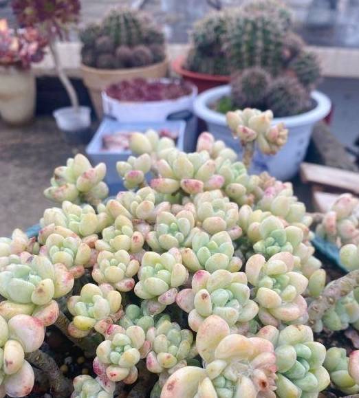 多肉买回家，晾上一周，等到叶子软了，再上盆，发根效果最好1