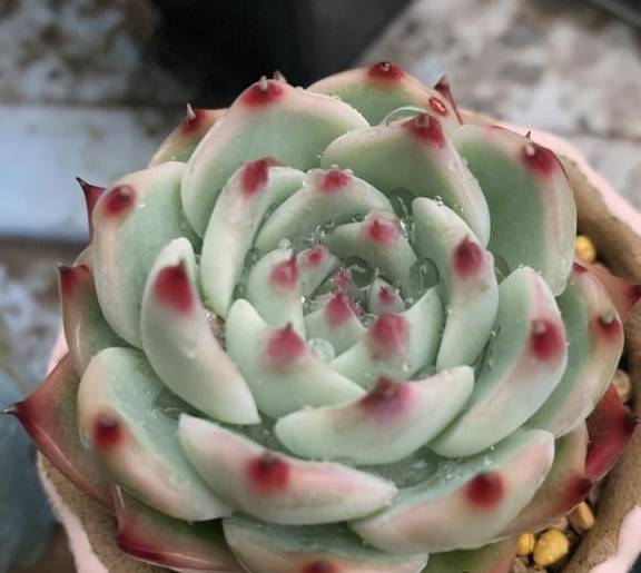 多肉买回家，晾上一周，等到叶子软了，再上盆，发根效果最好2