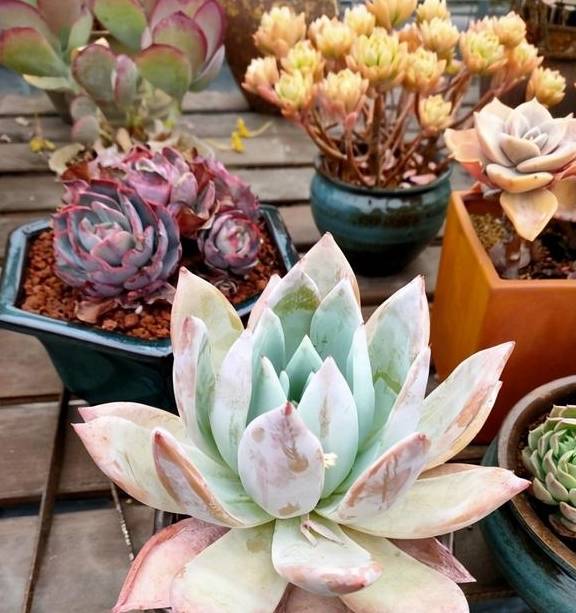 多肉买回家，晾上一周，等到叶子软了，再上盆，发根效果最好3