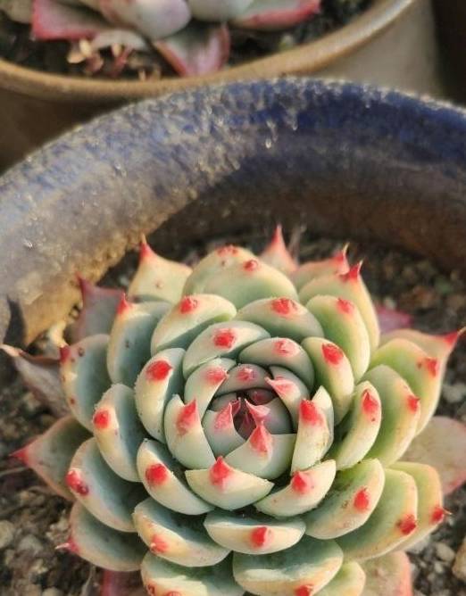 多肉买回家，晾上一周，等到叶子软了，再上盆，发根效果最好4