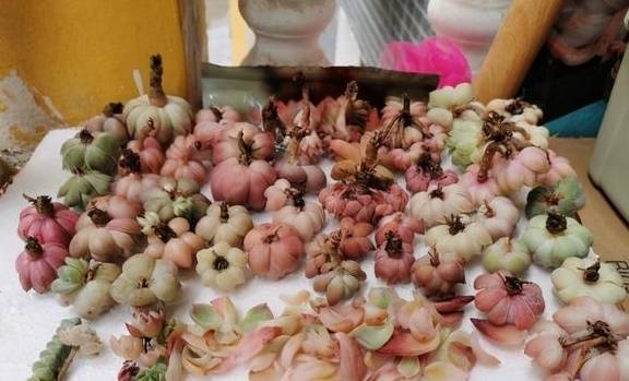 多肉买回家，晾上一周，等到叶子软了，再上盆，发根效果最好5