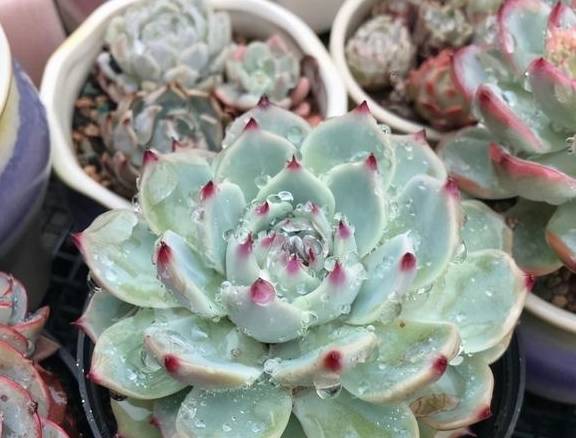 多肉买回家，晾上一周，等到叶子软了，再上盆，发根效果最好6