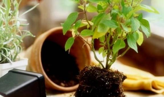 刚开始养花,我都是自己配土,植物一样长得好,省下土钱来买花1