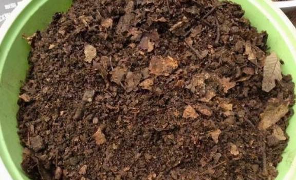 刚开始养花,我都是自己配土,植物一样长得好,省下土钱来买花2