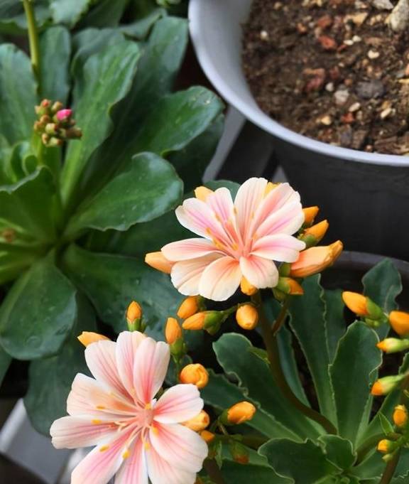 倒春寒是植物杀手,这5种植物放心养,看看都有谁?1