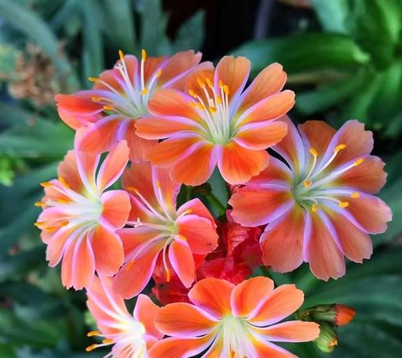 倒春寒是植物杀手,这5种植物放心养,看看都有谁?2