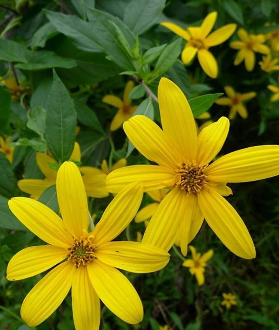 倒春寒是植物杀手,这5种植物放心养,看看都有谁?5