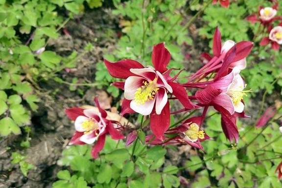 倒春寒是植物杀手,这5种植物放心养,看看都有谁?6