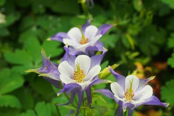 倒春寒是植物杀手,这5种植物放心养,看看都有谁?7