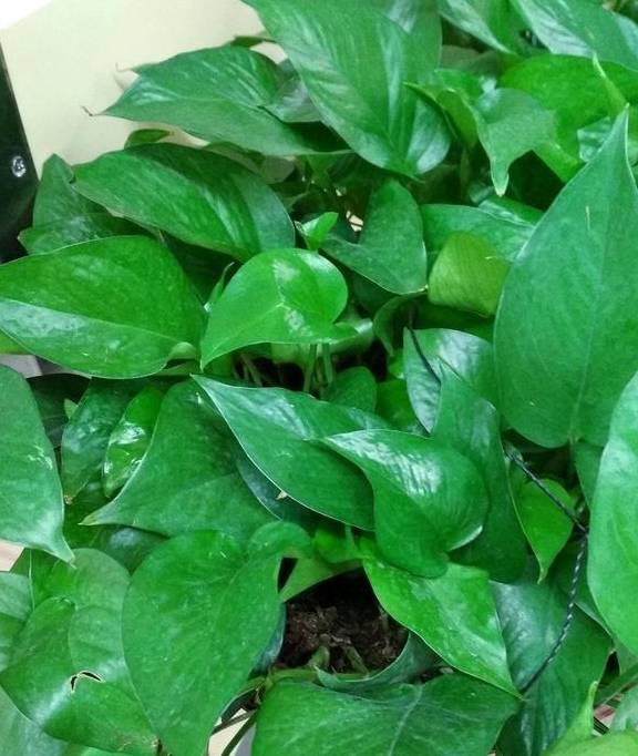 春季绿萝黄叶、发蔫,当心是烂根了,及时处理才能挽救1