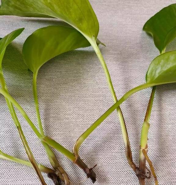 春季绿萝黄叶、发蔫,当心是烂根了,及时处理才能挽救2