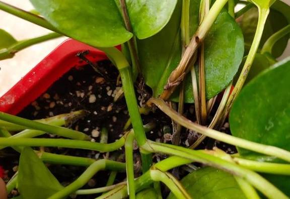 春季绿萝黄叶、发蔫,当心是烂根了,及时处理才能挽救3