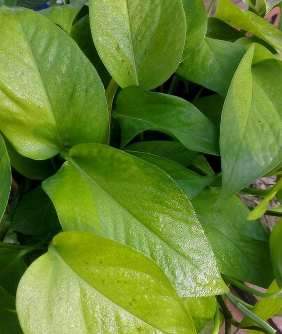 春季绿萝黄叶、发蔫,当心是烂根了,及时处理才能挽救4