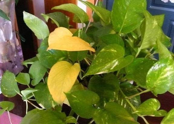 春季绿萝黄叶、发蔫,当心是烂根了,及时处理才能挽救5