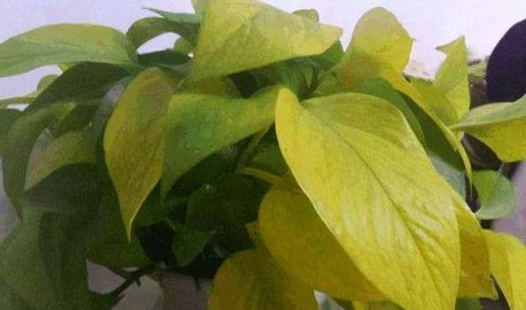 春季绿萝黄叶、发蔫,当心是烂根了,及时处理才能挽救6