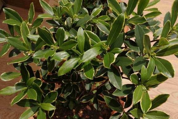 瑞香叶子下垂还能活吗?别急,对照下面4个点,调整养护方法4