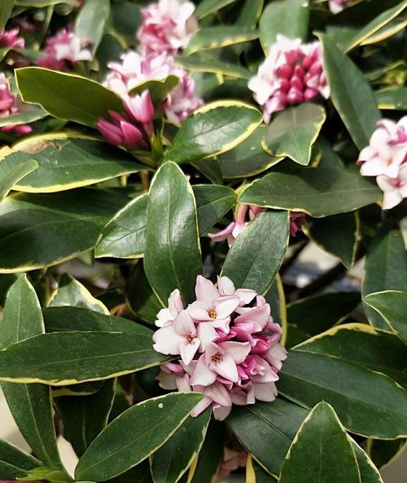 瑞香叶子下垂还能活吗?别急,对照下面4个点,调整养护方法5