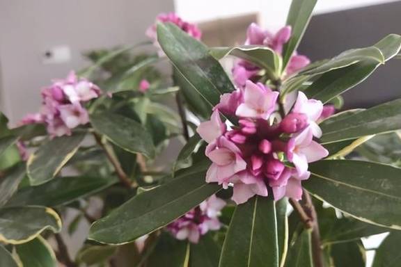 瑞香叶子下垂还能活吗?别急,对照下面4个点,调整养护方法6