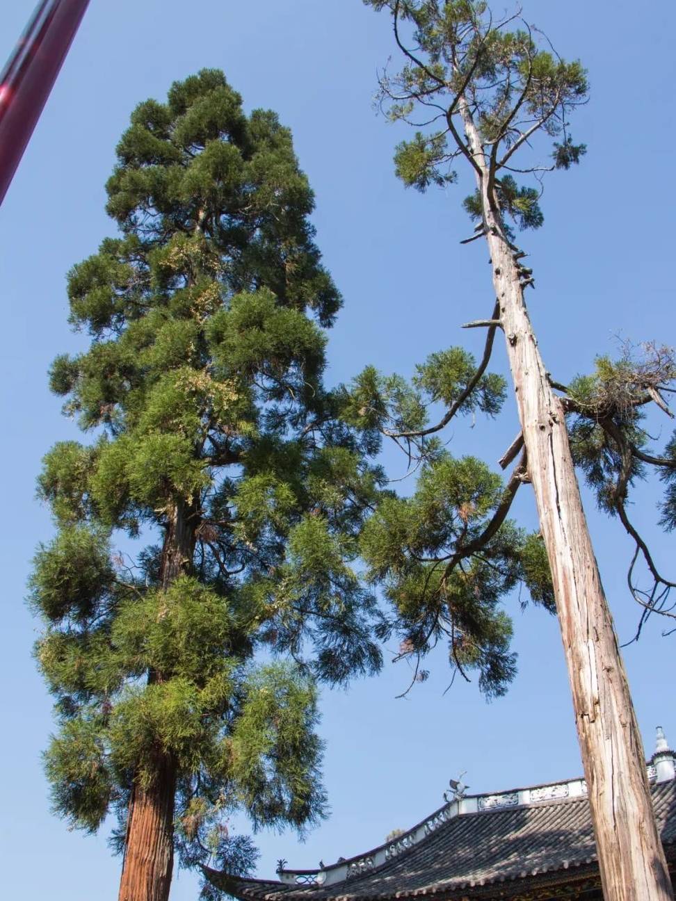 原创 行旅云南大理鸡足山，登高祈愿，遇见靓丽的冬日绝色！7