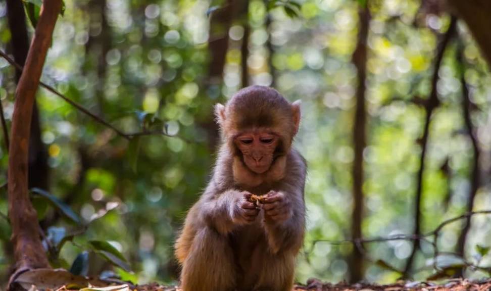 原创 行旅云南大理鸡足山，登高祈愿，遇见靓丽的冬日绝色！8