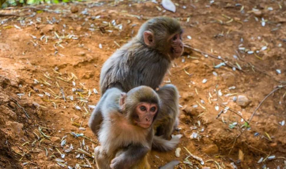原创 行旅云南大理鸡足山，登高祈愿，遇见靓丽的冬日绝色！9