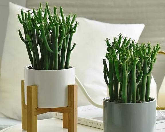 5种多肉植物需慎养,汁液有毒,别中招了1