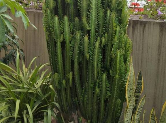 5种多肉植物需慎养,汁液有毒,别中招了2