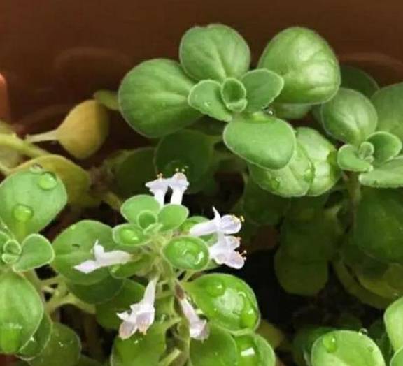 摇一摇,碰一碰,芳香怡人 ,这样的植物令人爱不释手1