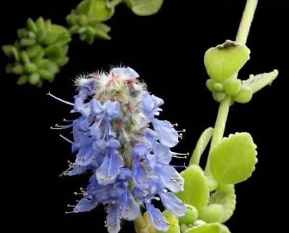 摇一摇,碰一碰,芳香怡人 ,这样的植物令人爱不释手2