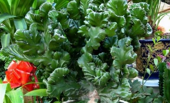 5种多肉植物需慎养,汁液有毒,别中招了3