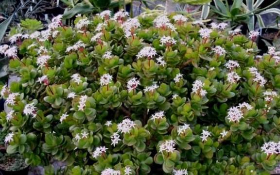 5种多肉植物需慎养,汁液有毒,别中招了4