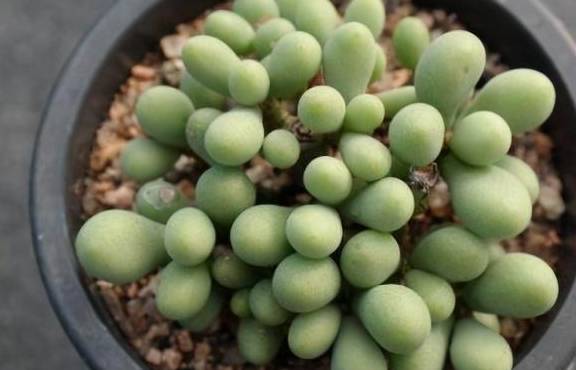 5种多肉植物需慎养,汁液有毒,别中招了5