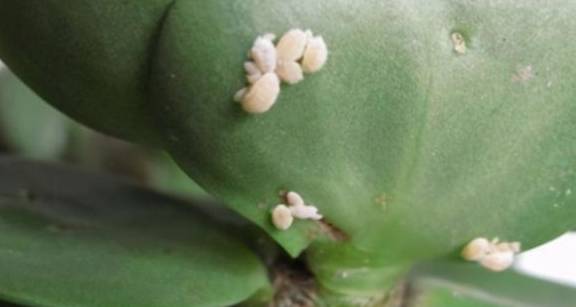 春天养花三种虫子难杀死,掌握它们的“消灭诀窍”,才能彻底杜绝1