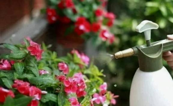 春天养花三种虫子难杀死,掌握它们的“消灭诀窍”,才能彻底杜绝2