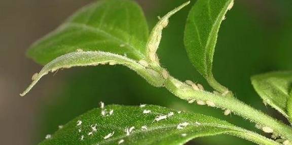 春天养花三种虫子难杀死,掌握它们的“消灭诀窍”,才能彻底杜绝3