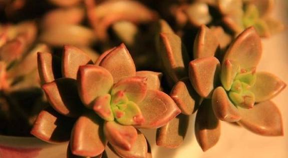 地栽多肉植物有哪些讲究?能否直接用园土2