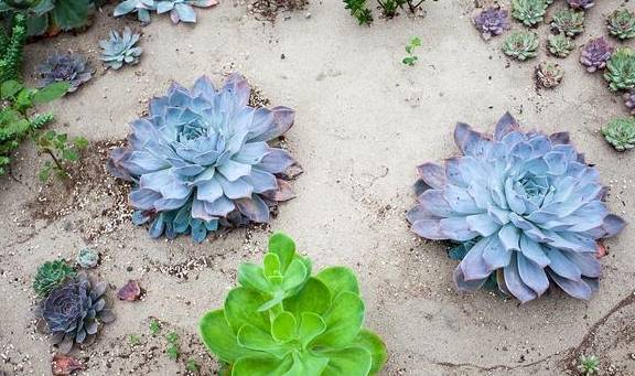 地栽多肉植物有哪些讲究?能否直接用园土3