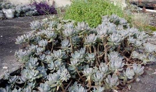 春天养花三种虫子难杀死,掌握它们的“消灭诀窍”,才能彻底杜绝4