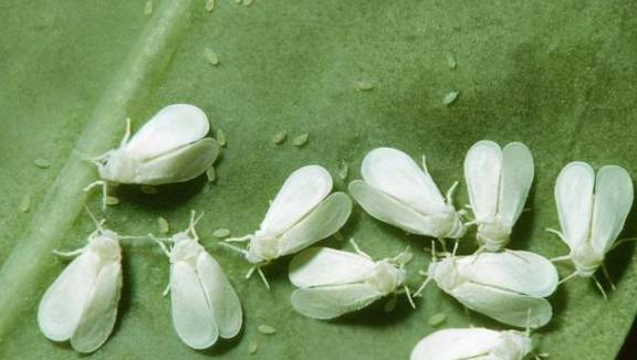 春天养花三种虫子难杀死,掌握它们的“消灭诀窍”,才能彻底杜绝5