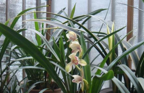 春天养花三种虫子难杀死,掌握它们的“消灭诀窍”,才能彻底杜绝6