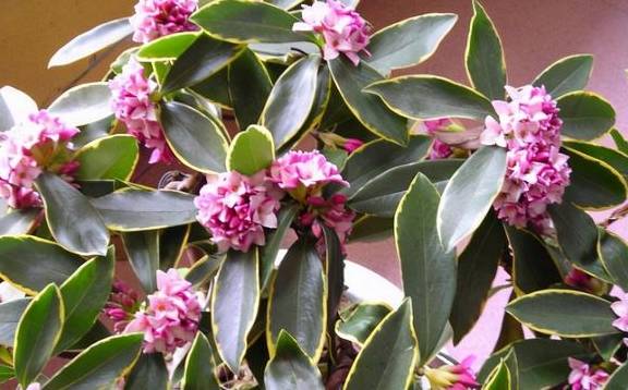 春天是修剪瑞香花的季节,剪下枝条不要扔,掌握技巧一个月就生根1