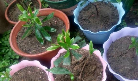 春天是修剪瑞香花的季节,剪下枝条不要扔,掌握技巧一个月就生根2