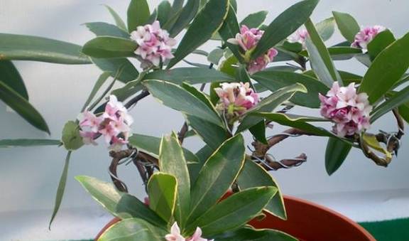 春天是修剪瑞香花的季节,剪下枝条不要扔,掌握技巧一个月就生根3