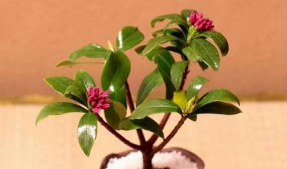 春天是修剪瑞香花的季节,剪下枝条不要扔,掌握技巧一个月就生根4