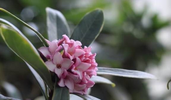 春天是修剪瑞香花的季节,剪下枝条不要扔,掌握技巧一个月就生根5