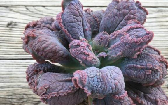 多肉狂野男爵和全疣石莲有啥区别？其实主要就是疣突大小不同而已1